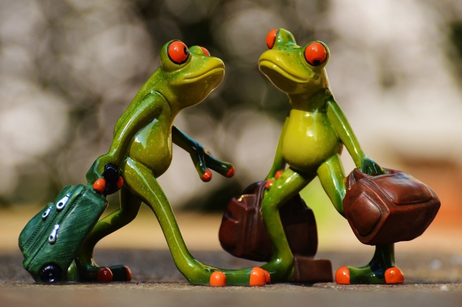 frogs-897976_1280
